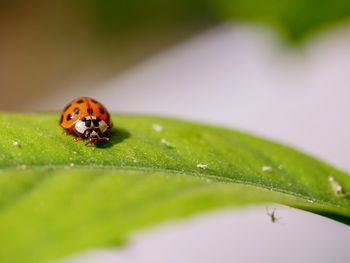 Close-up of ladybug on leaf