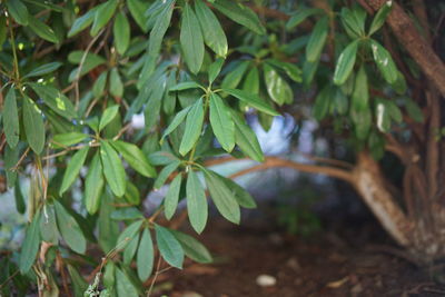 Close-up of wet plant growing on field