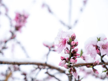 Close-up of pink cherry blossom