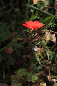 Close-up of insect on red flower