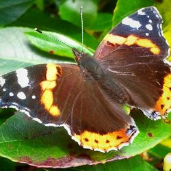 Close-up of butterfly on plant