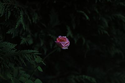 Close-up of pink rose flower