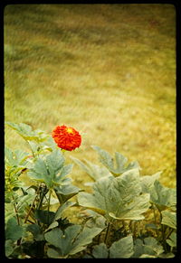 Close-up of red flower