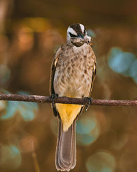 Close-up of bird perching on branch