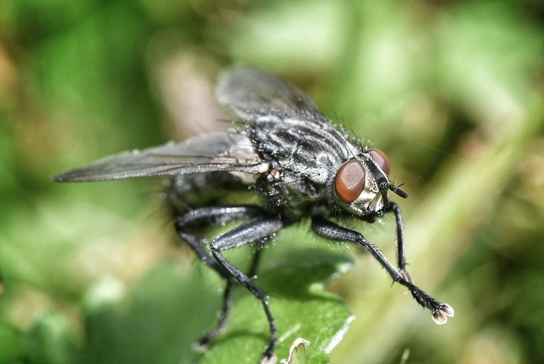 CLOSE-UP OF INSECT