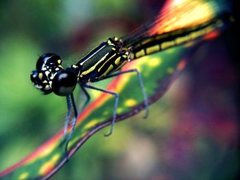 Close-up of insect on plant
