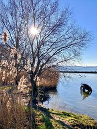 Bare tree by lake against sky during winter