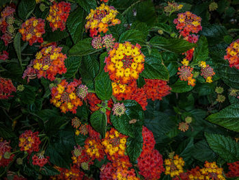 High angle view of flowering plants