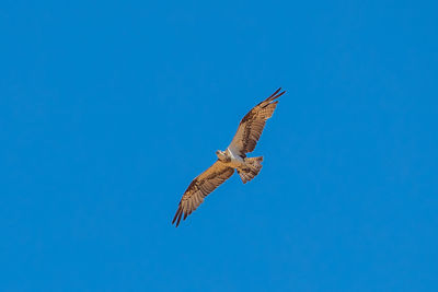 Low angle view of eagle flying in sky