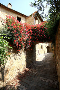 Shadow of flowers on footpath