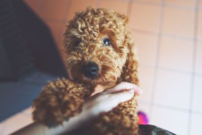 Portrait of dog with mouth open at home