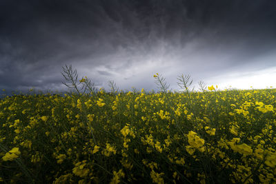 Scenic view of oilseed rape field against sky