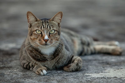 Portrait of tabby cat