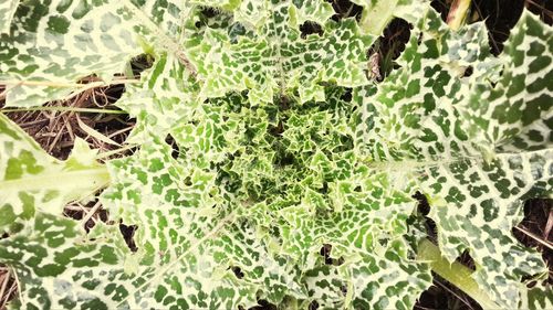 Close-up of green leaves