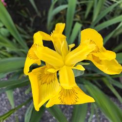 Close-up of yellow flowers blooming outdoors