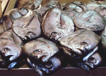 Close-up of fish for sale in market