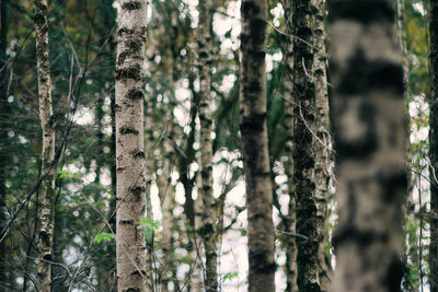 Close-up of tree trunk in forest