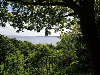 Trees by lake in forest against sky