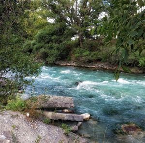 Scenic view of river in forest