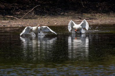 View of swans in water