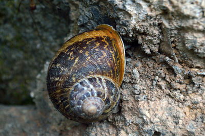 Close-up of snail