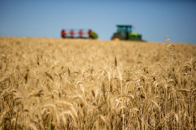 Wheat field against clear sky