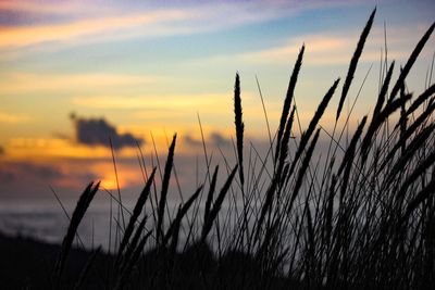 Close-up of silhouette plants on field against sky during sunset