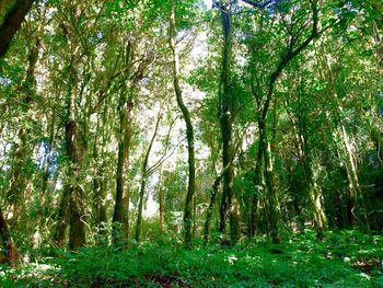 Trees in forest