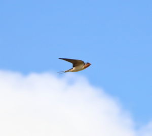 Low angle view of bird flying against blue sky