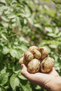 Hand holding potatoes