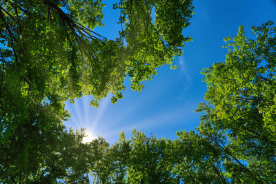 Low angle view of trees against sky