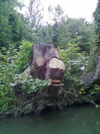 View of trees in water