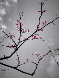 Low angle view of flower tree