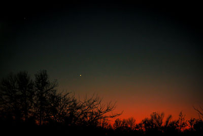 Silhouette of trees against clear sky at night