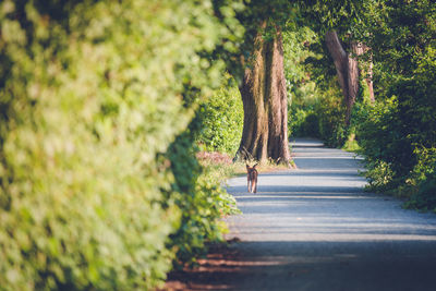 Footpath amidst trees