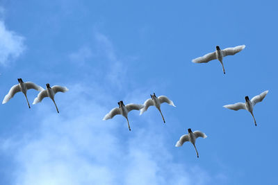 Low angle view of seagulls flying