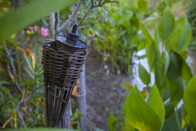 Close-up of potted plant