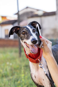 Portrait of dog muzzle is barking at smart phone outdoors