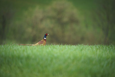 View of bird on land