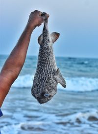 Close-up of hand holding seagull by sea