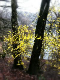 Trees growing in sunlight