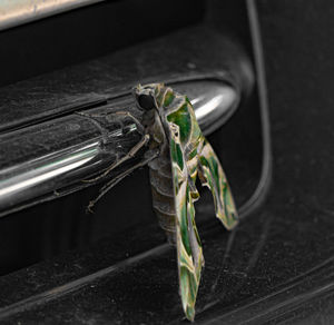 High angle view of insect on metal