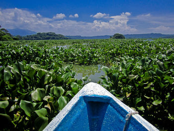 Plants growing on land against blue sky