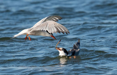 Close-up of bird flying over lake