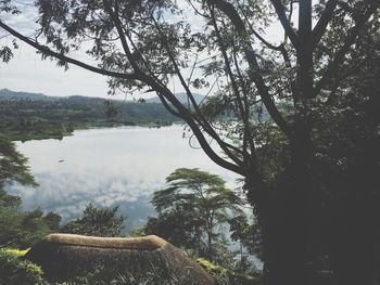 Trees by lake in forest against sky