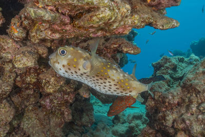 Close-up of fish underwater