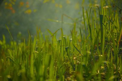 Close-up of crops growing on field