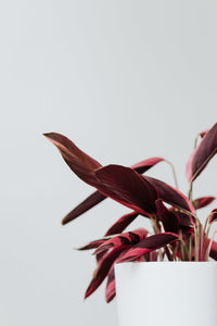 Close-up of red flower against white background