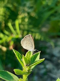 Close-up of butterfly on plant