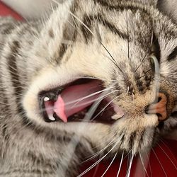 Close-up of cat yawning